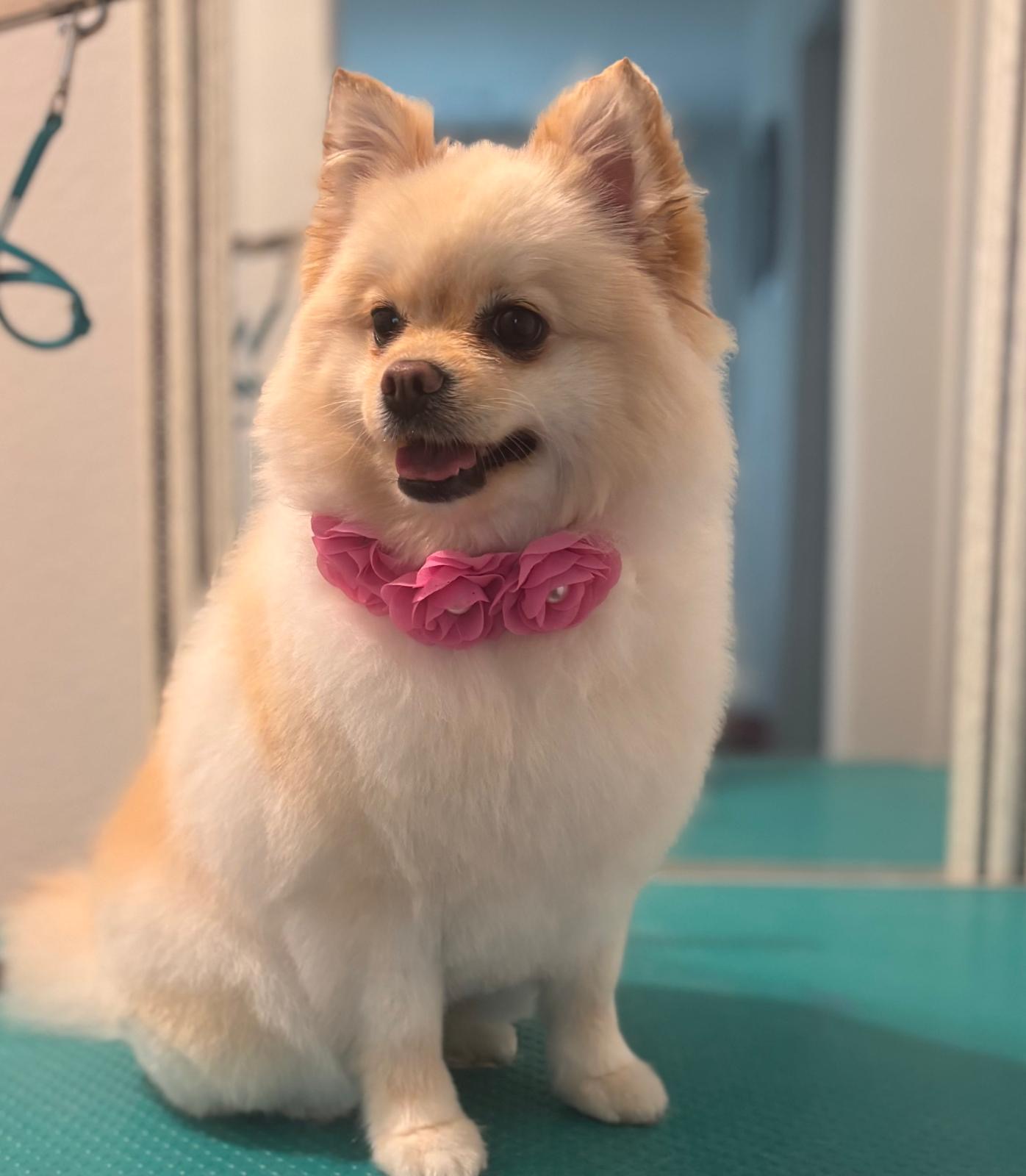 Golden Retriever after grooming