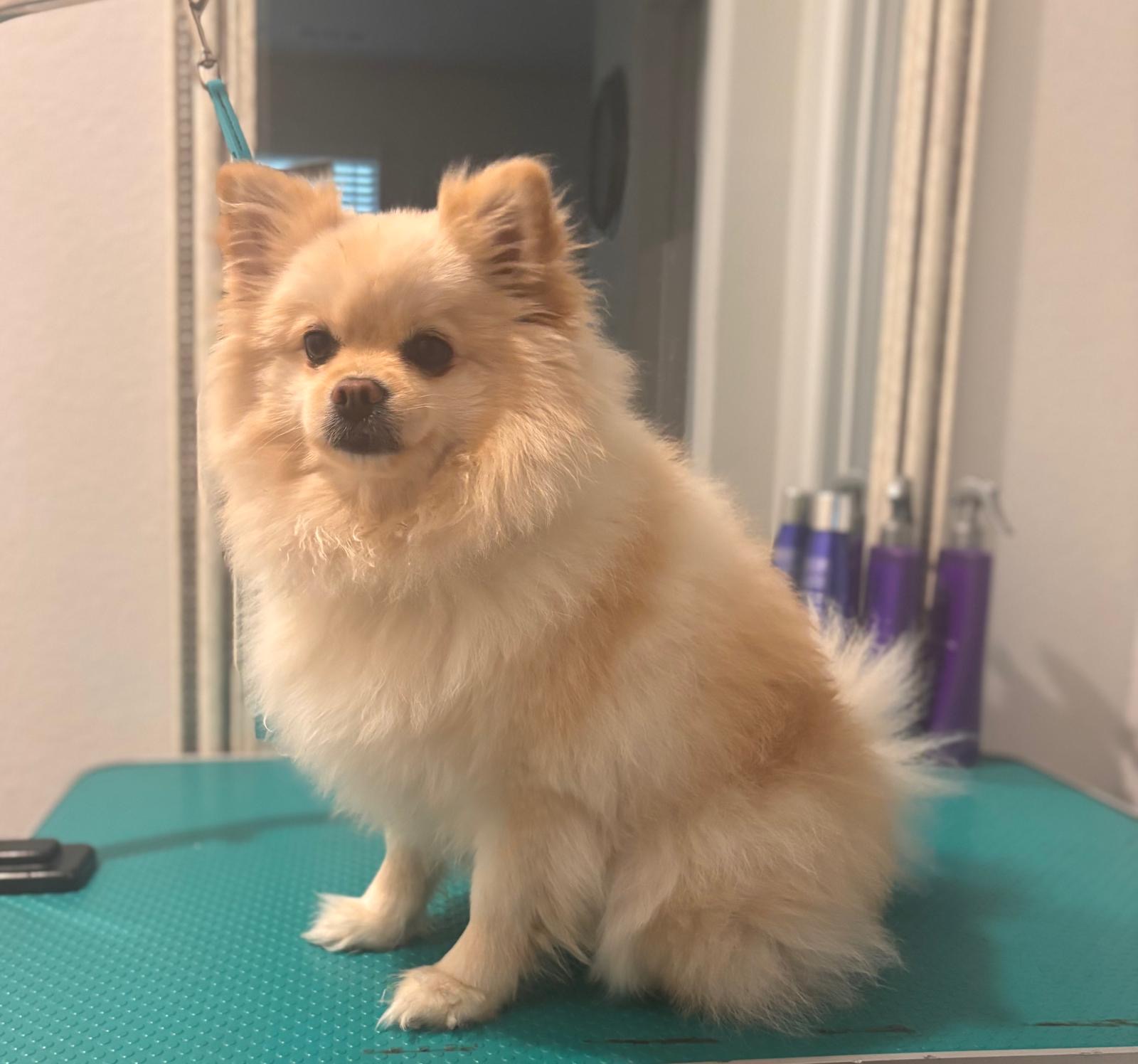 Golden Retriever before grooming
