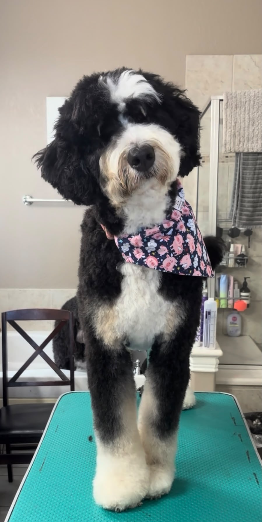 Poodle after grooming