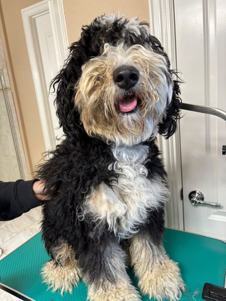 Poodle before grooming
